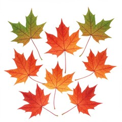 Obraz premium Autumn Maple Leaves on White Background