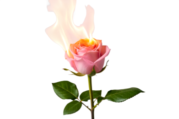 Fiery Bloom A Pink Rose Ablaze with Passion and Intensity on a White Background
