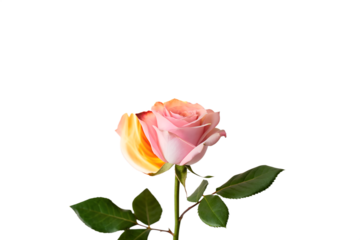 Elegant Two-Toned Rose Blossom on White A Study in Floral Beauty and Botanical Artistry