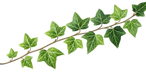 Lush green ivy branch with detailed veins on a clean black background offering freshness and natural beauty