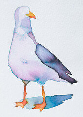 Colorful watercolor painting of a Larus standing gracefully with soft hues