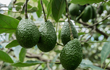 Aguacates colgando de un árbol en un cultivo natural