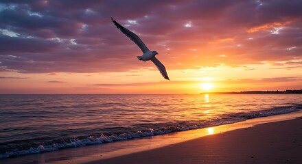 Seagull flying sunset beach scene