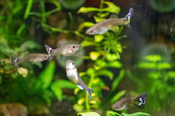 School of Guppy Fish in Lush Aquatic Environment