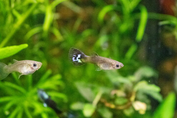 Two Guppies Swim in a Lush Aquarium