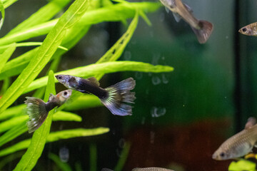 Male Guppy with Blue Tail Swimming with Others
