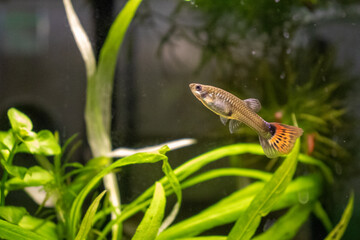 Single Male Guppy with Vibrant Orange Tail