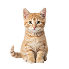 Sweet Young Feline With Striking Stripes and Big Eyes Isolated on Transparent PNG Background.