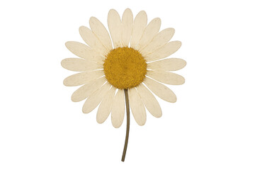 Large white daisy with yellow center displayed on a plain background, showcasing simple beauty and nature's elegance