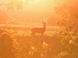 Europäisches Reh (Capreolus capreolus) im Gegenlicht im Sonnenaufgang