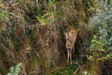 Young roe deer on a grassy hillside, alert and looking toward the camera