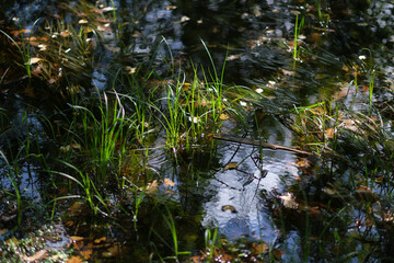 Flowing water, grass. Sunny day.