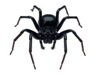 Glossy Black Spider with Front View and Detailed Legs PNG