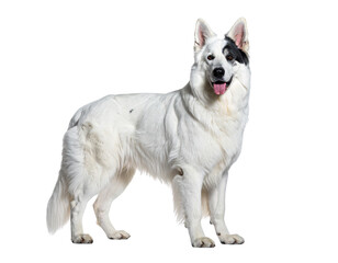 Obraz premium Lifelike English Shepherd Dog with White and Black Coat PNG