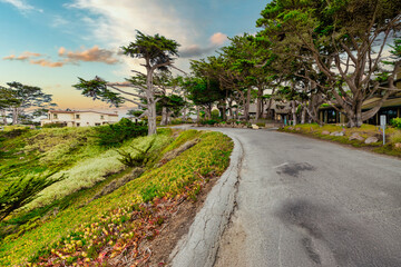 Charming street in Carmel California USA with coastal houses, iconic cypress trees, lush greenery, and scenic views of the Pacific Ocean, capturing the beauty of this coastal town