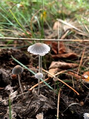 Parasola plicatilis. Close-up of delicate small mushrooms growing in forest soil among grass and leaves. Wild fungi in natural environment, macro photography.