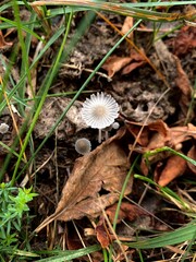 Parasola plicatilis. Close-up of delicate small mushrooms growing in forest soil among grass and leaves. Wild fungi in natural environment, macro photography.