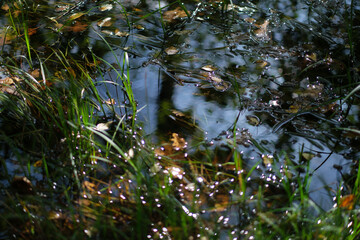 Flowing water, grass. Sunny day.