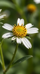 White Flower in Garden.