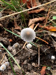 Parasola plicatilis. Close-up of delicate small mushrooms growing in forest soil among grass and leaves. Wild fungi in natural environment, macro photography.