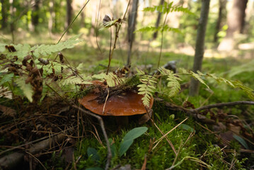 Mushroom growing among ferns in a lush forest during early fall season