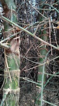 A peaceful path through a dense bamboo forest at Phu An Bamboo Village