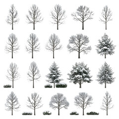 Bare Trees & Snowy Pines Collection No Background