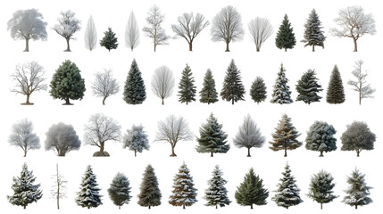 Diverse Winter Trees & Snow No Background