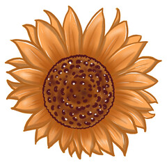 Sunflower. Flower head. Simple abstract flower. Bright flower. Cartoon flower drawing. Card decoration element.