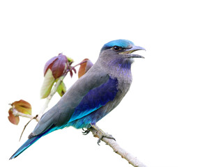 Indochinese Roller, beautiful grey to blue bird perching on thin branch isolated on white background, exotic wild animal