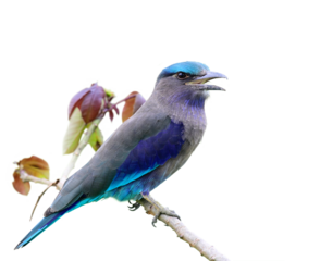 Transfixed PNGs – Transparent Background Images | PikWizard