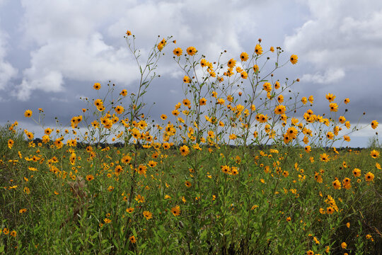 Narrowleaf Sunflower Field Cluster