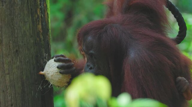 Bornean orangutan mother and young eating fruit at Sepilok conservation centre