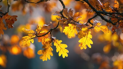 Fototapeta premium Close view of oak branches releasing their yellow leaves, leaves mid-air with warm seasonal tones glowing in the sun