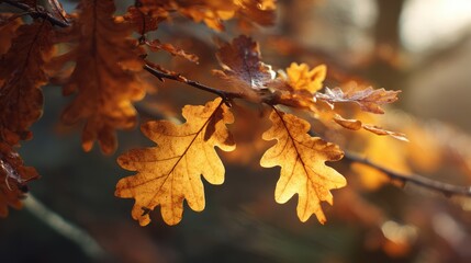 Fototapeta premium Close-up of golden oak leaves mid-fall, captured in motion with warm sunlight filtering through the branches of an autumn woodland