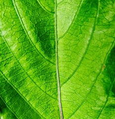 green leaf texture