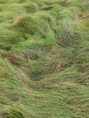 A flattened, wavy, unmown lawn. Background, texture. Top view.