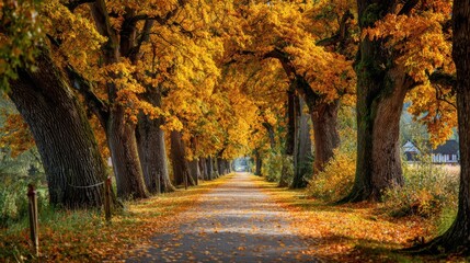 Pathway lined with oak trees in autumn, golden leaves falling gently and carpeting the walkway