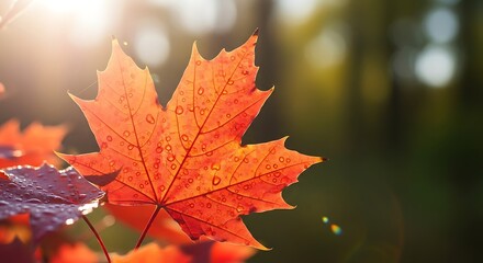 Vibrant Orange Maple Leaf with Water Droplets in Sunlight During Autumn