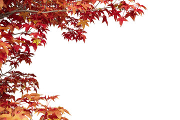 red maple leaves isolated