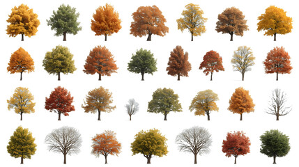  Fall Trees Cutout - Reds, Browns, & Deciduous Mix No Background
