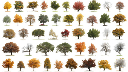 Seasonal Foliage Isolation - High Variety No Background