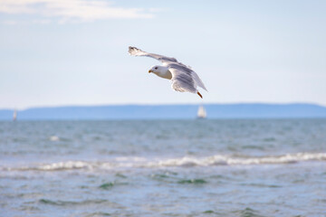 Seagull flying gracefully over the ocean waves with a bright blue sky and distant sailboats on the horizon.