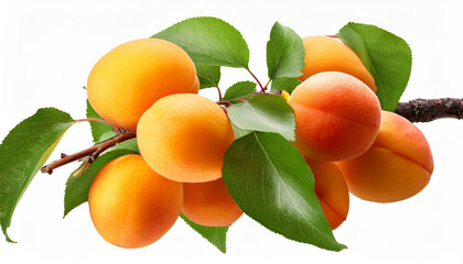 Fresh Apricots On A Branch Isolated On Transparent Background