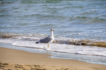 Seagull walking along sandy beach shore with ocean waves splashing, coastal bird foraging at water's edge on sunny day, serene seaside scene