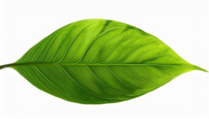 Obraz premium Green Leaves On White Background Lush Foliage Texture Isolated On Transparent Background