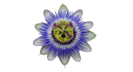 Isolated Passion Flower, flowering plant with intricate structure of petals, filaments, stamens