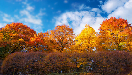 Fototapeta premium Autumn Trees Against A Blue Sky Autumn Colors