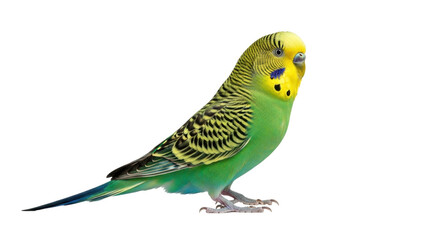Isolated Green Budgerigar Standing on a Branch, a Vibrant Pet Bird with Yellow Head Markings