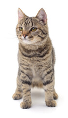 Tabby cat isolated on white background